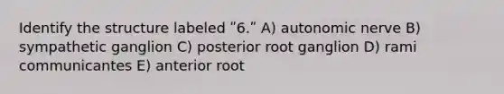 Identify the structure labeled ʺ6.ʺ A) autonomic nerve B) sympathetic ganglion C) posterior root ganglion D) rami communicantes E) anterior root