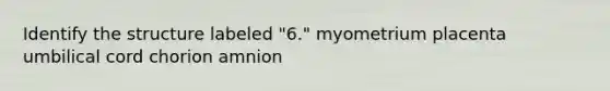 Identify the structure labeled "6." myometrium placenta umbilical cord chorion amnion