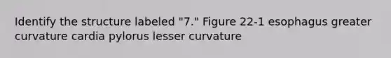 Identify the structure labeled "7." Figure 22-1 esophagus greater curvature cardia pylorus lesser curvature