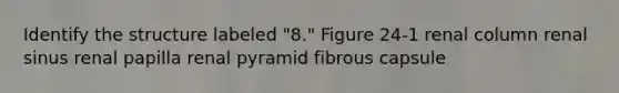 Identify the structure labeled "8." Figure 24-1 renal column renal sinus renal papilla renal pyramid fibrous capsule