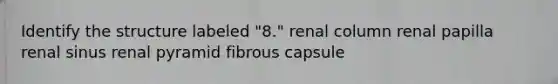 Identify the structure labeled "8." renal column renal papilla renal sinus renal pyramid fibrous capsule