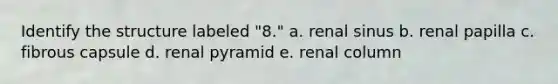 Identify the structure labeled "8." a. renal sinus b. renal papilla c. fibrous capsule d. renal pyramid e. renal column