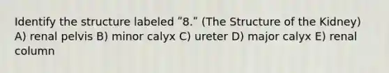 Identify the structure labeled ʺ8.ʺ (The Structure of the Kidney) A) renal pelvis B) minor calyx C) ureter D) major calyx E) renal column