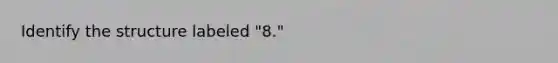 Identify the structure labeled "8."