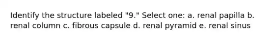 Identify the structure labeled "9." Select one: a. renal papilla b. renal column c. fibrous capsule d. renal pyramid e. renal sinus