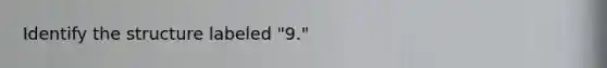 Identify the structure labeled "9."