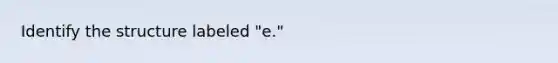 Identify the structure labeled "e."