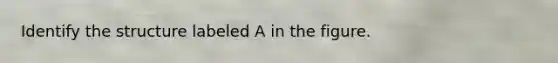 Identify the structure labeled A in the figure.