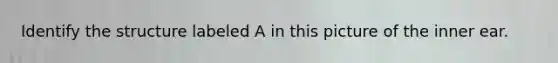 Identify the structure labeled A in this picture of the inner ear.