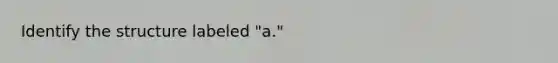 Identify the structure labeled "a."