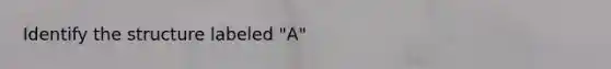 Identify the structure labeled "A"