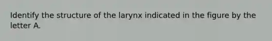 Identify the structure of the larynx indicated in the figure by the letter A.