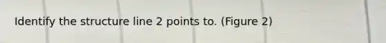 Identify the structure line 2 points to. (Figure 2)