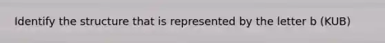 Identify the structure that is represented by the letter b (KUB)