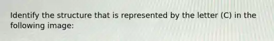 Identify the structure that is represented by the letter (C) in the following image: