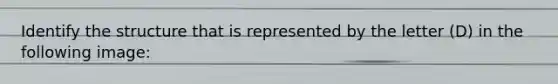 Identify the structure that is represented by the letter (D) in the following image:
