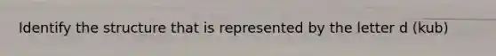 Identify the structure that is represented by the letter d (kub)