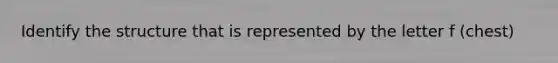 Identify the structure that is represented by the letter f (chest)