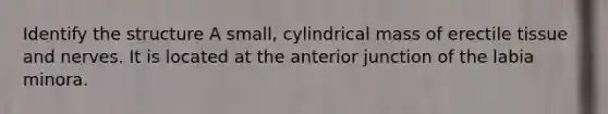 Identify the structure A small, cylindrical mass of erectile tissue and nerves. It is located at the anterior junction of the labia minora.
