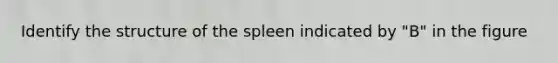 Identify the structure of the spleen indicated by "B" in the figure