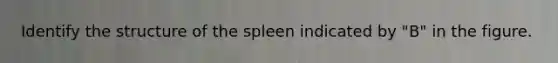 Identify the structure of the spleen indicated by "B" in the figure.