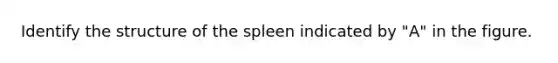 Identify the structure of the spleen indicated by "A" in the figure.