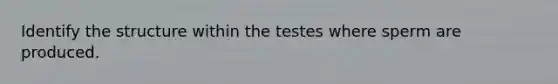 Identify the structure within the testes where sperm are produced.