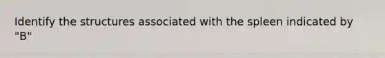 Identify the structures associated with the spleen indicated by "B"
