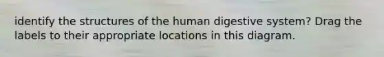 identify the structures of the human digestive system? Drag the labels to their appropriate locations in this diagram.
