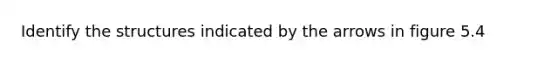 Identify the structures indicated by the arrows in figure 5.4