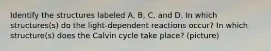 Identify the structures labeled A, B, C, and D. In which structures(s) do the light-dependent reactions occur? In which structure(s) does the Calvin cycle take place? (picture)