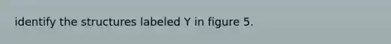 identify the structures labeled Y in figure 5.