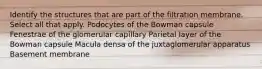 Identify the structures that are part of the filtration membrane. Select all that apply. Podocytes of the Bowman capsule Fenestrae of the glomerular capillary Parietal layer of the Bowman capsule Macula densa of the juxtaglomerular apparatus Basement membrane