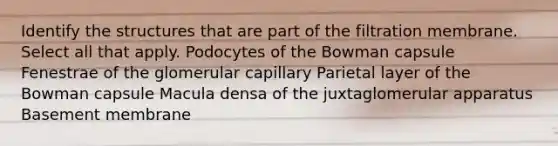 Identify the structures that are part of the filtration membrane. Select all that apply. Podocytes of the Bowman capsule Fenestrae of the glomerular capillary Parietal layer of the Bowman capsule Macula densa of the juxtaglomerular apparatus Basement membrane