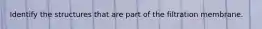 Identify the structures that are part of the filtration membrane.
