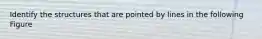Identify the structures that are pointed by lines in the following Figure