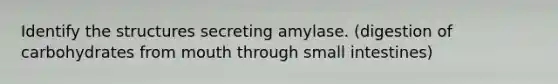 Identify the structures secreting amylase. (digestion of carbohydrates from mouth through small intestines)