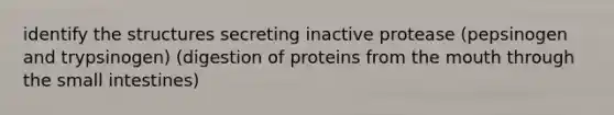 identify the structures secreting inactive protease (pepsinogen and trypsinogen) (digestion of proteins from the mouth through the small intestines)