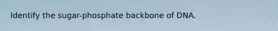 Identify the sugar-phosphate backbone of DNA.