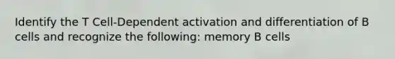 Identify the T Cell-Dependent activation and differentiation of B cells and recognize the following: memory B cells