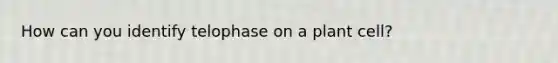 How can you identify telophase on a plant cell?