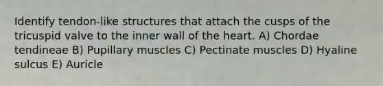 Identify tendon-like structures that attach the cusps of the tricuspid valve to the inner wall of <a href='https://www.questionai.com/knowledge/kya8ocqc6o-the-heart' class='anchor-knowledge'>the heart</a>. A) Chordae tendineae B) Pupillary muscles C) Pectinate muscles D) Hyaline sulcus E) Auricle