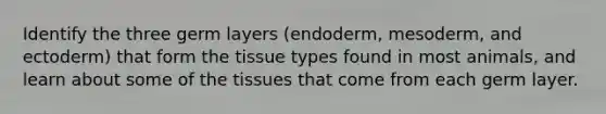 Identify the three germ layers (endoderm, mesoderm, and ectoderm) that form the tissue types found in most animals, and learn about some of the tissues that come from each germ layer.