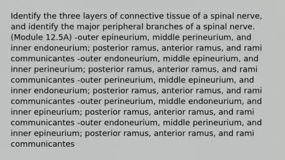 Identify the three layers of connective tissue of a spinal nerve, and identify the major peripheral branches of a spinal nerve. (Module 12.5A) -outer epineurium, middle perineurium, and inner endoneurium; posterior ramus, anterior ramus, and rami communicantes -outer endoneurium, middle epineurium, and inner perineurium; posterior ramus, anterior ramus, and rami communicantes -outer perineurium, middle epineurium, and inner endoneurium; posterior ramus, anterior ramus, and rami communicantes -outer perineurium, middle endoneurium, and inner epineurium; posterior ramus, anterior ramus, and rami communicantes -outer endoneurium, middle perineurium, and inner epineurium; posterior ramus, anterior ramus, and rami communicantes