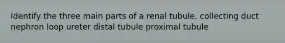 Identify the three main parts of a renal tubule. collecting duct nephron loop ureter distal tubule proximal tubule