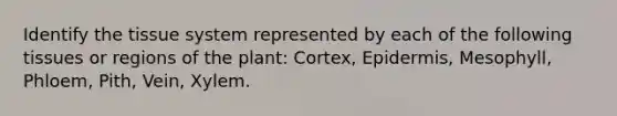 Identify the tissue system represented by each of the following tissues or regions of the plant: Cortex, Epidermis, Mesophyll, Phloem, Pith, Vein, Xylem.