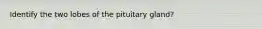 Identify the two lobes of the pituitary gland?