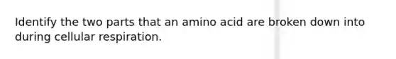 Identify the two parts that an amino acid are broken down into during <a href='https://www.questionai.com/knowledge/k1IqNYBAJw-cellular-respiration' class='anchor-knowledge'>cellular respiration</a>.