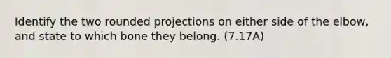 Identify the two rounded projections on either side of the elbow, and state to which bone they belong. (7.17A)