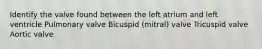 Identify the valve found between the left atrium and left ventricle Pulmonary valve Bicuspid (mitral) valve Tricuspid valve Aortic valve